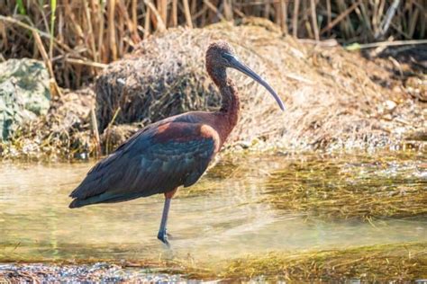 Ibis Symbolism: 11 Spiritual Meanings of Ibis