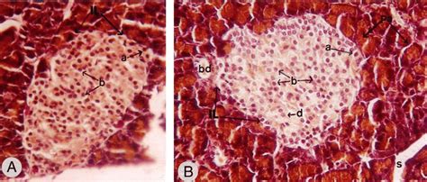 Islets Of Langerhans Alpha And Beta Cells