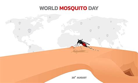 World Mosquito Daymalaria Day Design World Mosquito Day Infection