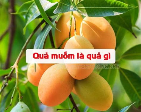 Quả muỗm là quả gì? Quả muỗm có phải là quả xoài không? - Rửa xe tự động