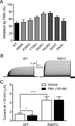 Phorbol Myristate Acetate Pma Inhibition Of Hkcnt And Rkcnt