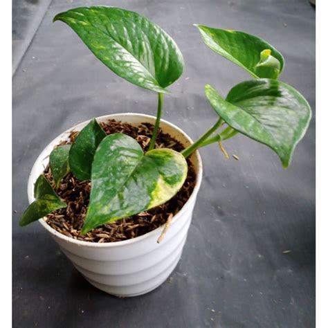 Jual Epipremnum Aureum Baby Sirih Gading Besar Shopee Indonesia