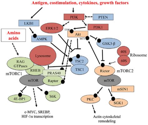 Frontiers Mtor Links Environmental Signals To T Cell Fate Decisions