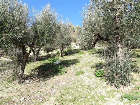 Terreno Agricolo Strada Colli Di Valenza Terni Rif