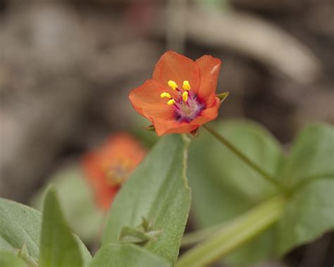 Scarlet Pimpernel Anagallis Arvensis The Wildflower Was Flickr