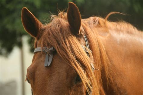 Caring For Your Horse's Ears - Allivet Pet Care Blog