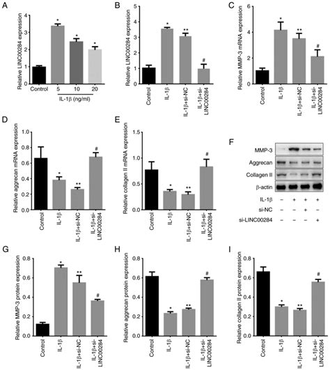 Lncrna Linc00284 Promotes Nucleus Pulposus Cell Proliferation And Ecm