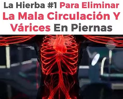 La Hierba 1 Para Eliminar La Mala Circulacion Y Varices En Las Piernas