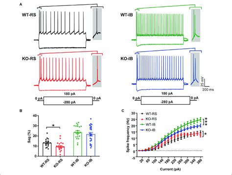 Different Intrinsic Electrophysiological Properties Of L5 Pyramidal