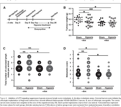 Figure From Hypoxic Activation Of The Perk Eif Arm Of The Unfolded