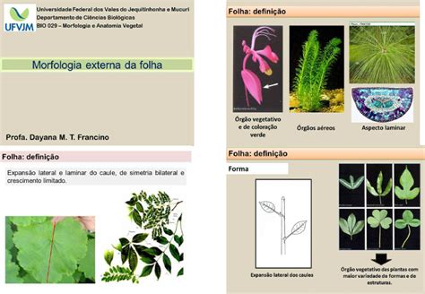 20112 Aula 4 Morfologia Externa Da Folha Anatomia E Morfologia Vegetal Porn Sex Picture