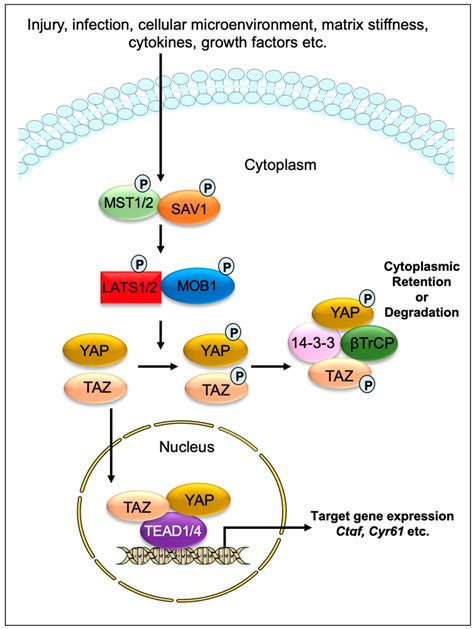 Hippo Signaling In Fibrotic Diseases Encyclopedia Mdpi