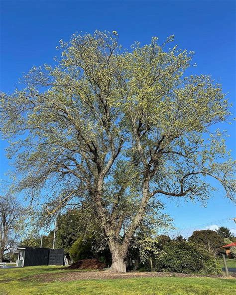 14 Best Types Of Elm Trees Elm Tree Identification Guide