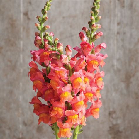 Potomac Orange F1 Snapdragon Seed Johnnys Selected Seeds