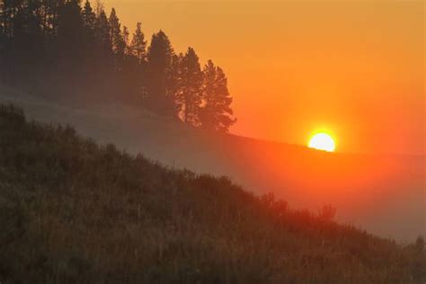 1,800+ Tree Stump Silhouette Stock Photos, Pictures & Royalty-Free Images - iStock