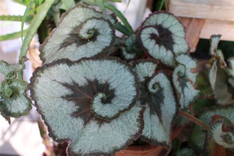 A Guide For Successful Begonia Care Pistils Nursery Atelier Yuwa Ciao Jp