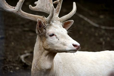 White Fallow Deer