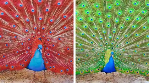 Peacock In The Wind Beautiful Colourful Natural Peacocks Video 42