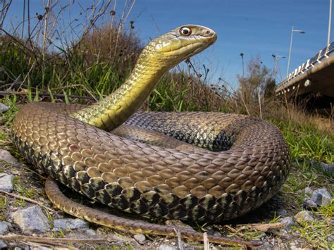 Herping Central Spain