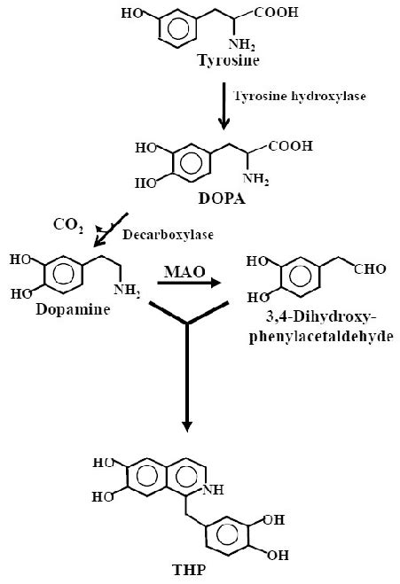 Biosynthesis Of Thp Tyrosine Is Converted To Dopa By Tyrosine