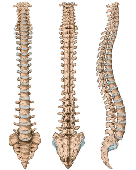 Biomecânica Da Coluna Vertebral — Felipe Barros