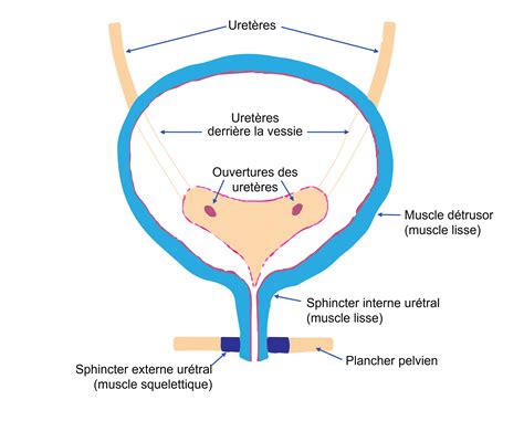 Fonctionnement De La Vessie Wellspect