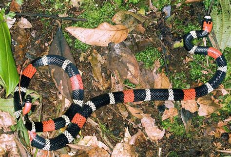 South American Coral Snake Photograph by Dr Morley Read/science Photo ...