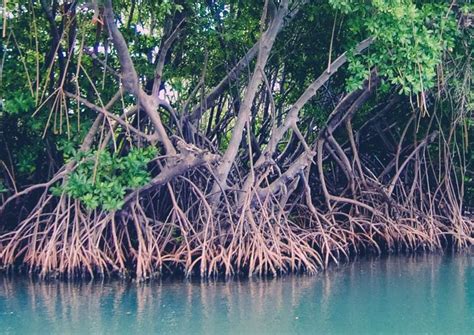 Manglar Qué es fauna y tipos de manglares OVACEN