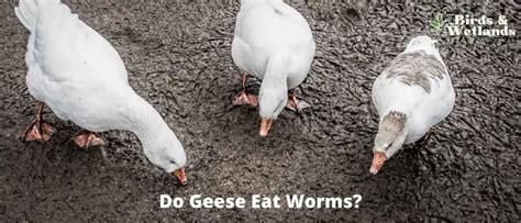 Do Geese Eat Worms Digging Deep Into Their Diet Birds And Wetlands