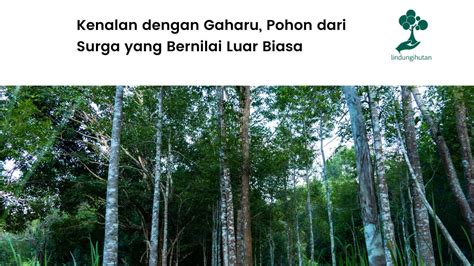 Kenalan dengan Pohon Gaharu, Harum Kayunya Luar Biasa Nilainya (2023)