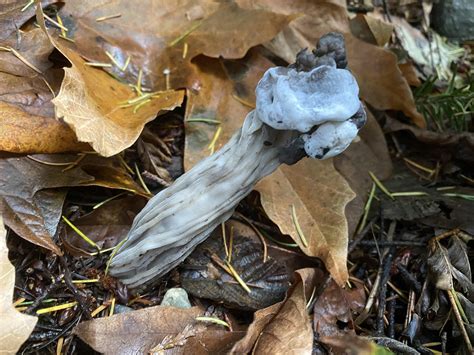 Hypomyces Cervinigenus Is A Parasitic Ascomycete Fungus That Grows On