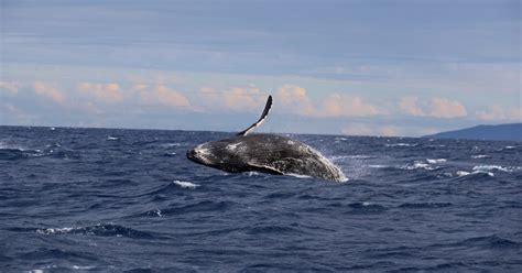 What Is Whale Hunting and Why Do Japan and Norway Still Hunt Whales?