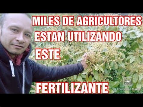 DESCUBRE el Secreto de tras del ÉXITO en Cultivo de Aguacate Hass YouTube