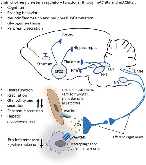 Cholinergic Pathway