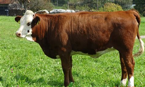 List of Native German cattle breeds - Native Breed.org