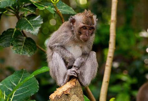 balinese monkey  ubud forest setting  stock photo