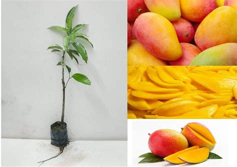 Green View Red Taiwan Mango Long Shape Live Amba Fruit Plant