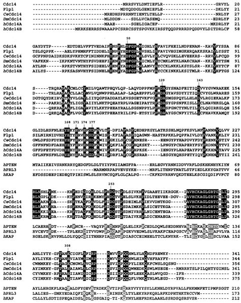 Amino Acid Sequence Alignment Of The Catalytic Domains Of Cdc