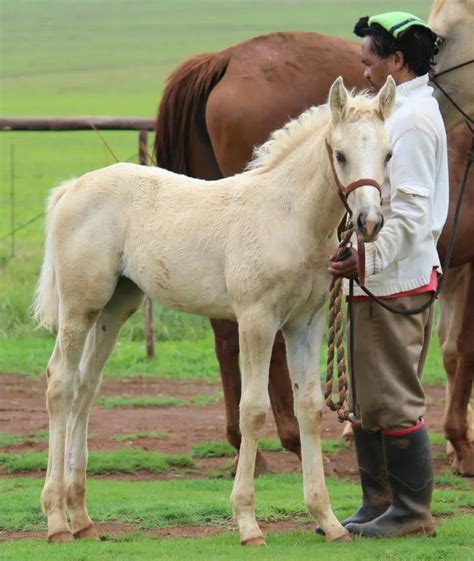 Building Bonds: Early Training Tips for Healthy Foal Development ...