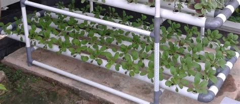 Growing Spinach Hydroponically At Home A Full Guide Gardening Tips