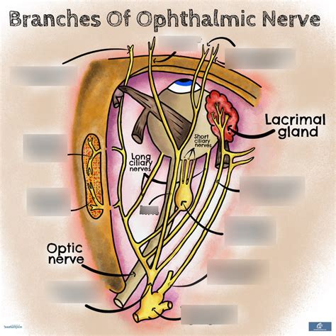 Branches Of Ophthalmic Nerve Diagram Quizlet