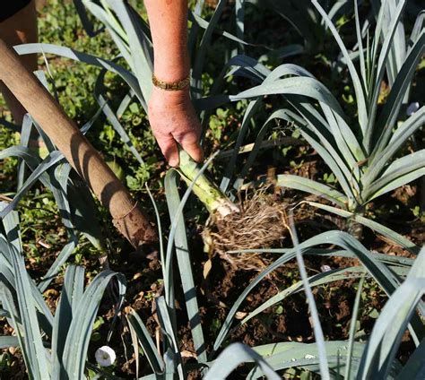 Cómo plantar puerros en el huerto