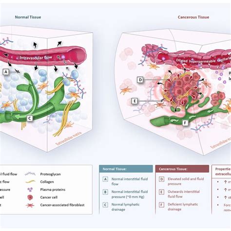 Key Differences In Tissue Architecture And Biophysics Between Normal