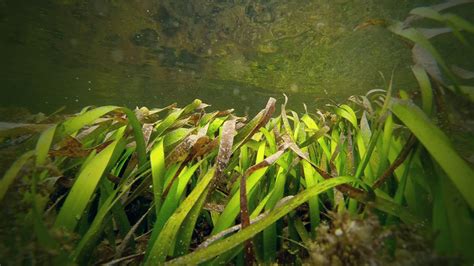 The Seagrass Habitat • Odyssey Earth