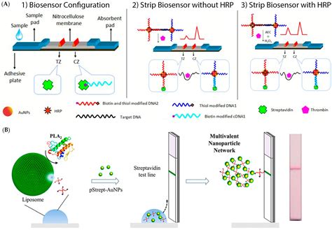 Diagnostics Free Full Text Gold Nanoparticles For Diagnostics