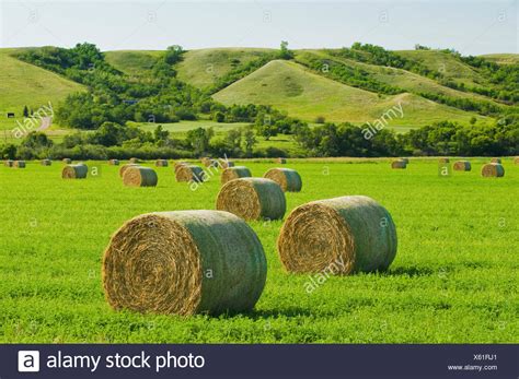 Alfalfa Hay Bales High Resolution Stock Photography And Images Alamy