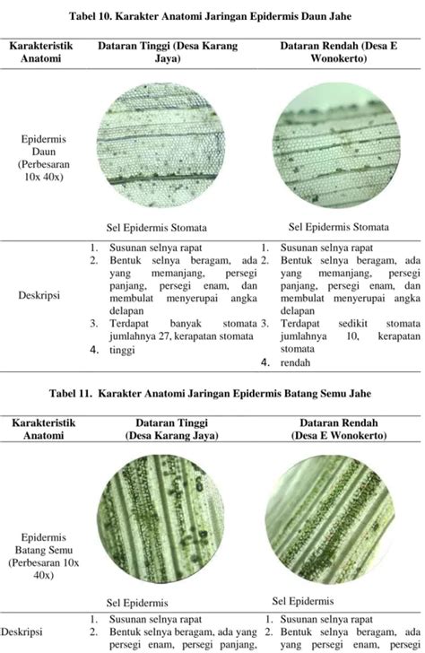 Karakteristik Morfologi Dan Anatomi Jahe Zingiber Officinale