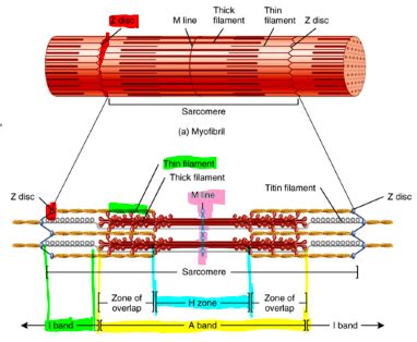 Sarcomere Structure Diagram | Quizlet