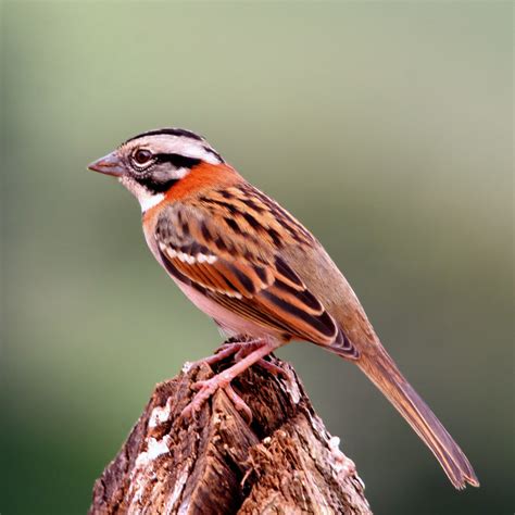 Foto Tico Tico Zonotrichia Capensis Por Claudio Lopes Wiki Aves A