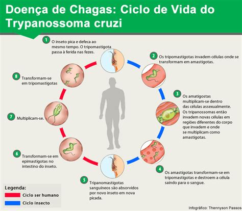 Doença De Chagas Mind Map